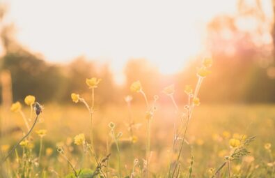 Spring Renewal: How Nature Can Boost Mental Health