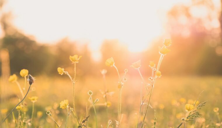 Spring Renewal: How Nature Can Boost Mental Health